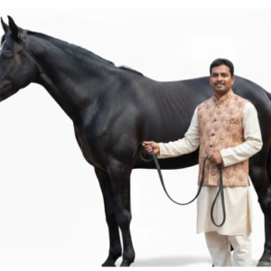 Black Horse Shoe Ring – Ghode Ki Naal Ka Challa